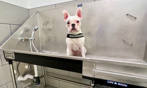 Pet Amenities Cover Image