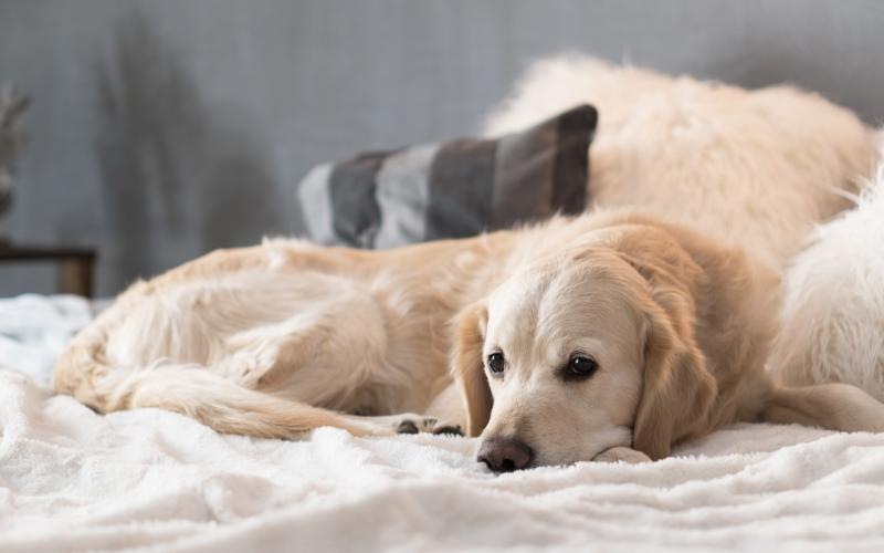 a dog lying on a bed
